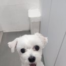 뽀뽀뽀하개 이미지