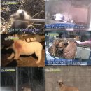 누렁이농장 이미지