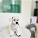 뭉뭉이애견 네이버블로그