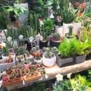 자유도매시장(동구) 이미지