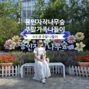 빛-자작나무 | 용인에서 만나는 힐링 숲, 자작나무숲 가족나들이 산책 후기