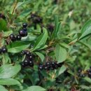 아로니아 먹는법 효능 부작용 이렇게 드시면 됩니다 이미지