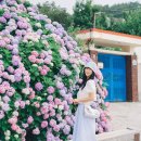 [거제 수국 명소] 파스텔톤 솜사탕 수국이 가득한 파란대문집 방문 후기+위치, 주차🌸✨
