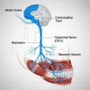 성분도치과의원 | 이갈이 보톡스 가격 치과의사의 소신 발언