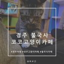 장고네CAT하우스 | 경주 불국사 코코고양이카페에서 행복한 시간(코코게스트하우스도 운영)