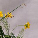 플로리스트 과정 (입문) 이미지