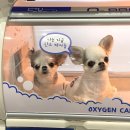 자동축산 | 전북 완주 국립축산과학원 ICU 설치 후기 – 폐수종 반려견 위한 가정용 산소방 렌탈