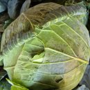 [마감]해풍맞고자란 달달구리 양배추ㅡ주문받습니다 이미지