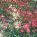 불갑사 산림박물관 이미지