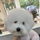 멍멍컷 이미지
