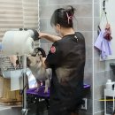 이든펫스파 이미지