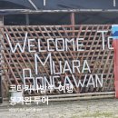 반딧불 | 코타키나발루 봉가완 원숭이 투어 반딧불 투어 후기