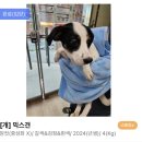 1878 | [❤️입양후기❤️] 1878. 베리🐶