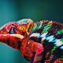 카멜레온 이미지