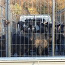 용염소농장 이미지