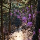 팔용산 테마공원 | 와 죽이네 벚꽃 보러 갔다가 풍광 벽화에 취해