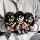 개츠비 켄넬 이미지