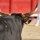 케렌시아 이미지