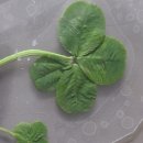 남창애견샵 복실강아지 이미지