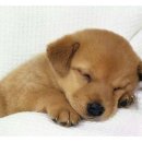 소망종합 동물병원 이미지