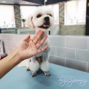 봉 그루밍 이미지