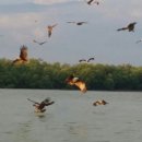 반딧불 PC 이미지