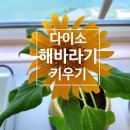 다이소광양점 이미지