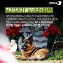나라펫 이미지