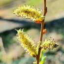 버들강아지 이미지