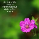 네잎크로버 이미지