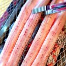 팔팔장어 이미지