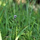 카나다엉겅퀴 Cirsium arvense (L.) Scop. 이미지