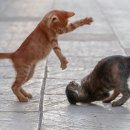 갤러리캣 이미지