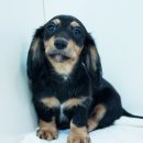 베르네집 이미지