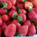 햇살농장 이미지