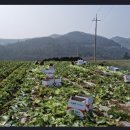 참살이 농산물 이미지