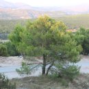 소나무파인트리(PINE TREE) 이미지