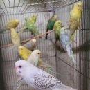 펠로우(fallow) 잉꼬 이미지