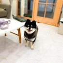 스타덤 펫살롱 이미지