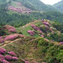5월 13일 (수) 지리산 / 바래봉 산행 전북 / 남원 (1186m) ^*^ 이미지