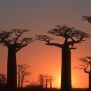 바오밥(BAOBAB)