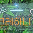 크레하니