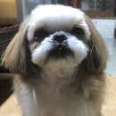 멍멍이랑 호호아줌마 이미지