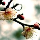 미산 이미지