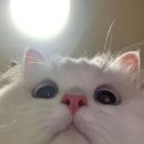 나만 없어 고양이 이미지
