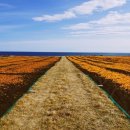 주홍목장 이미지