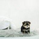 스타일독앤캣 강아지고양이 부천본점 이미지