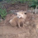 머리농장 이미지