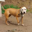 댄디농장 이미지