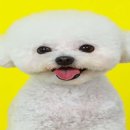 빠박이 애견미용 이미지